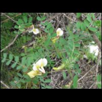 20090320081506.jpg