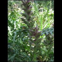 20090425130908.jpg