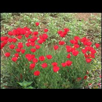 20090426100914.jpg