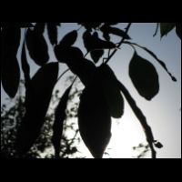 20090529054206.jpg