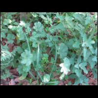 20090529062256.jpg
