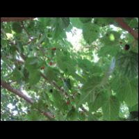 20090531095630.jpg
